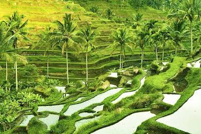 ubud-rice-terraces-tour